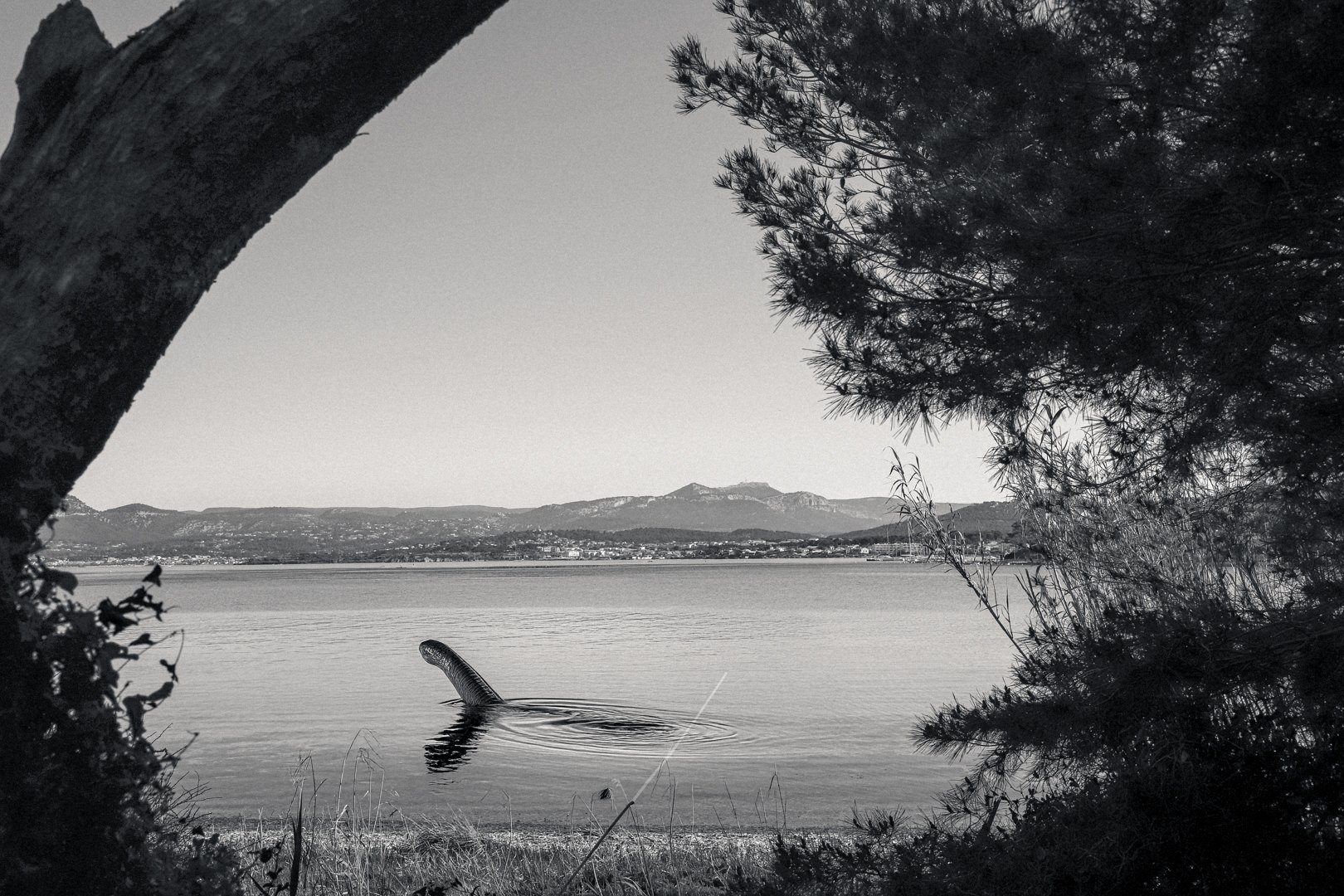 Une créature dans la lagune du Gaou, vue sous les pins, en noir et blanc