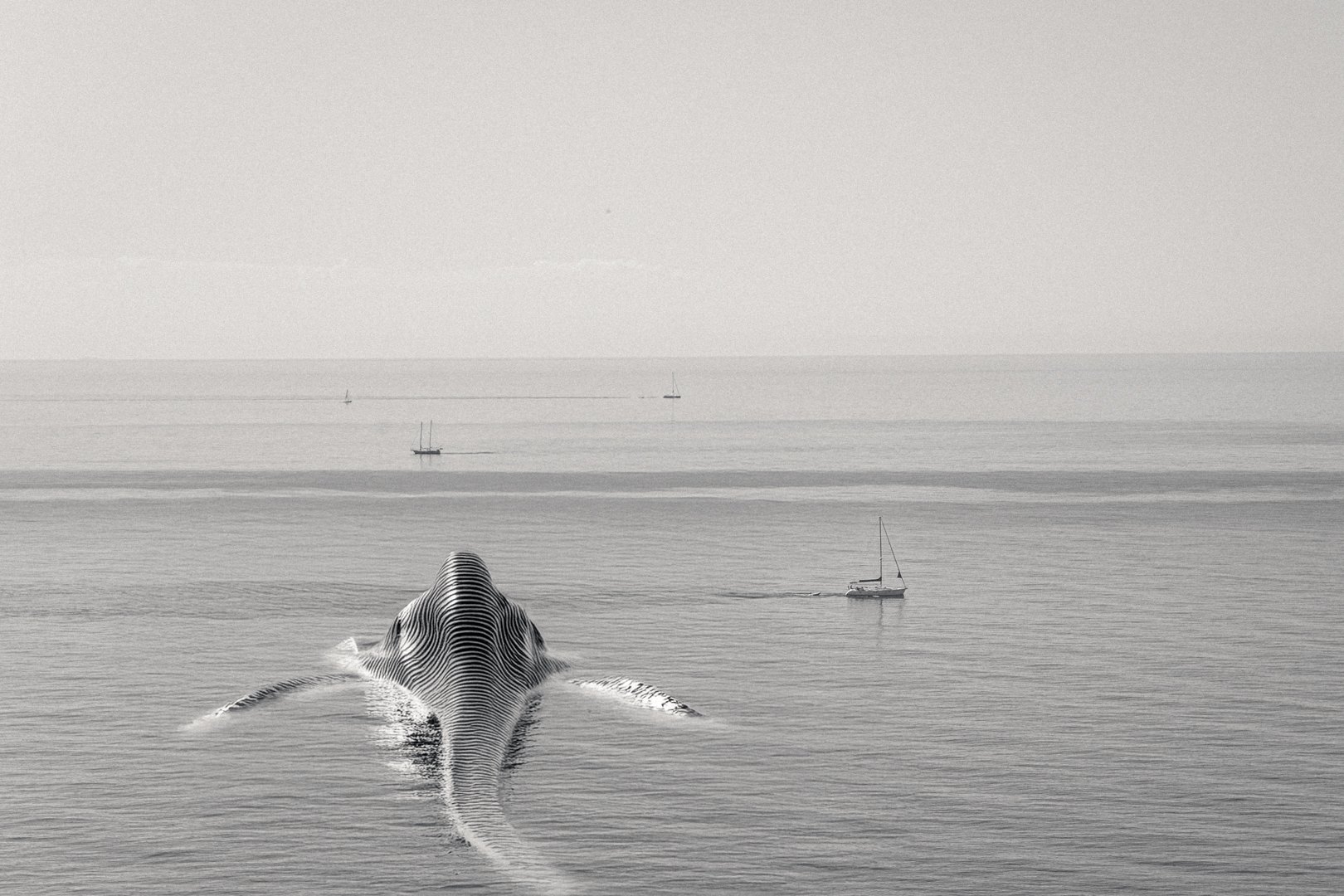 Une baleine grise au large, voilier à l'horizon, photographie en noir et blanc