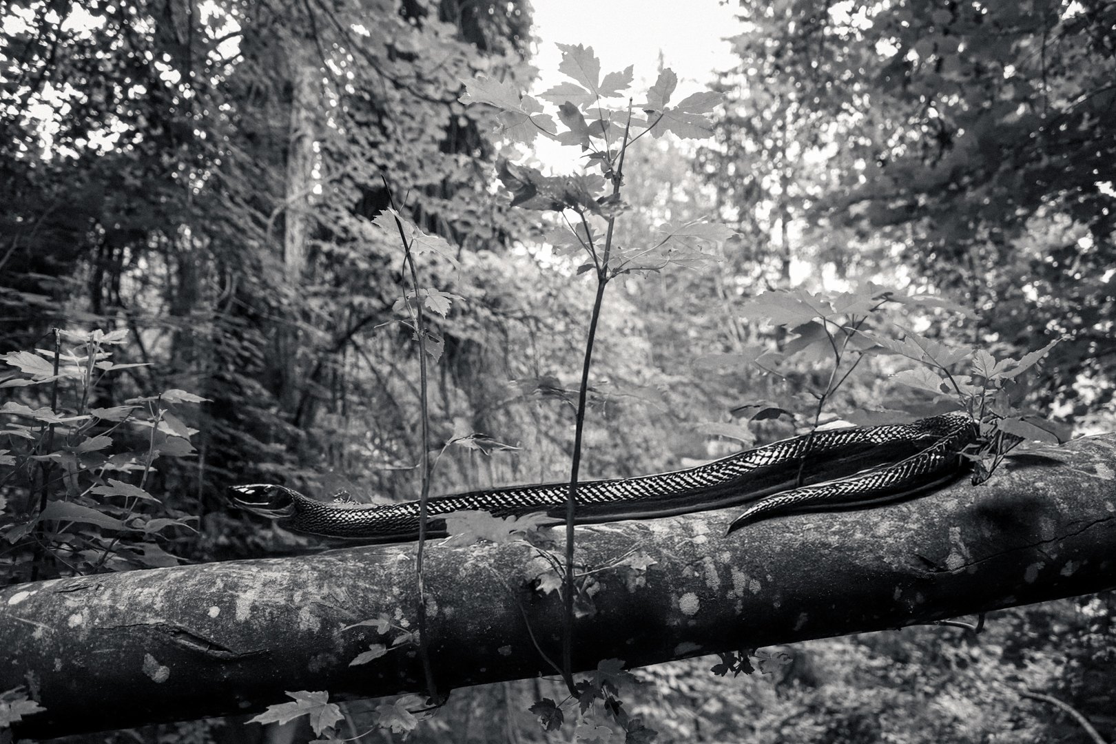 Une branche en forêt où se déroule un serpent, en noir et blanc