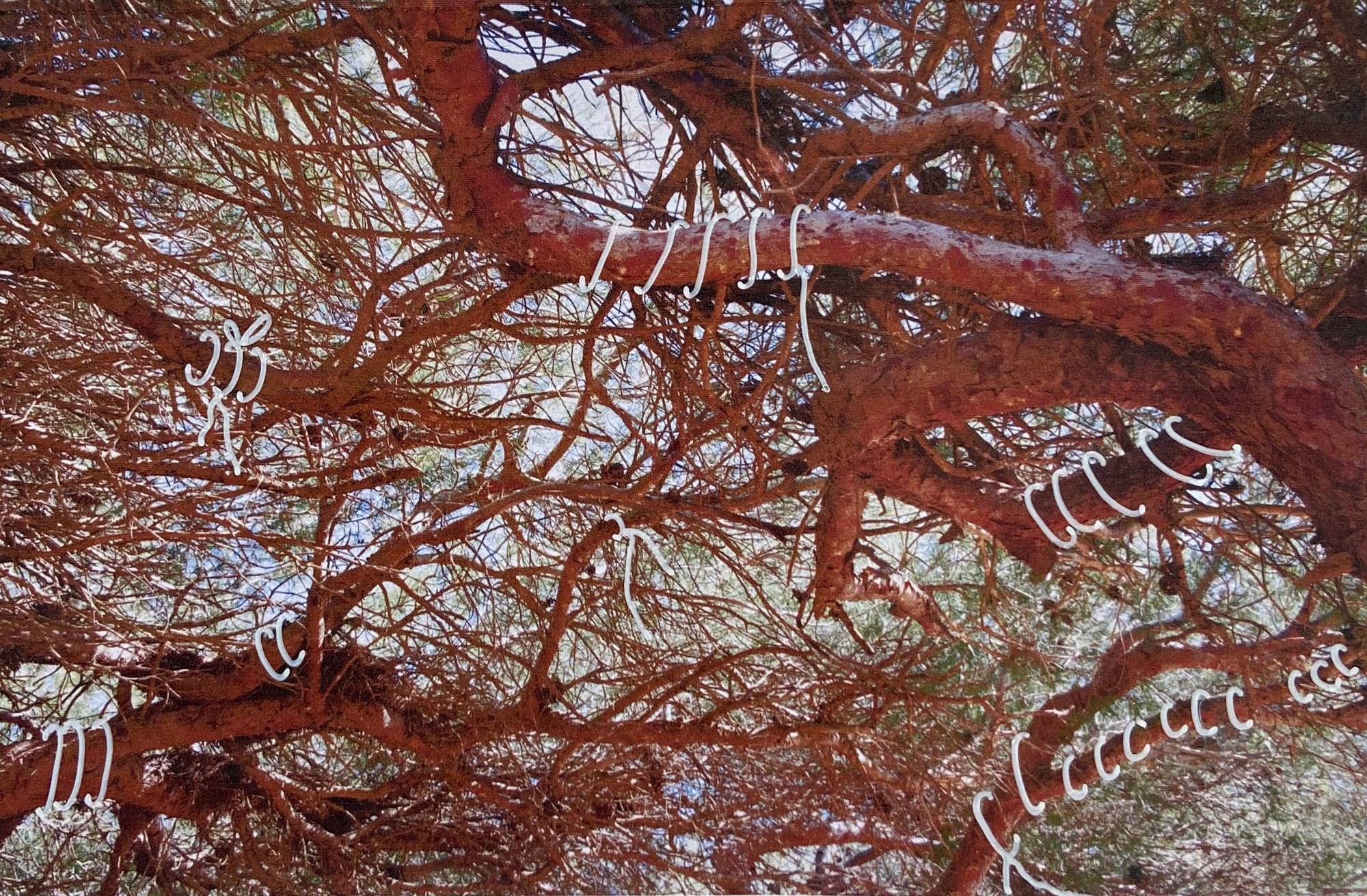 Cocon : des lignes blanches enveloppent les branches d'un pin